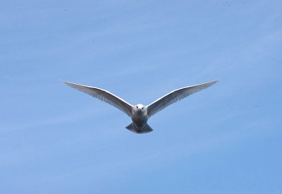 ICELAND GULL ( 1ST WINTER ) . BRIXHAM HARBOUR . DEVON . ENGLAND . 17 . 2 . 2018 