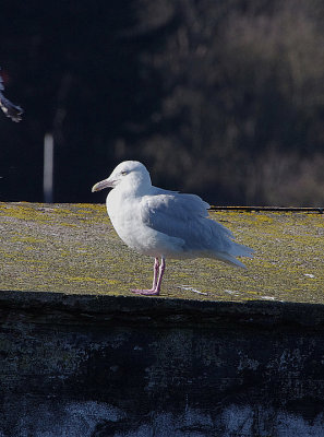 GLAUCOUS GULL , BRIXHAM HARBOUR , DEVON , ENGLAND , 17 , 2 , 2018