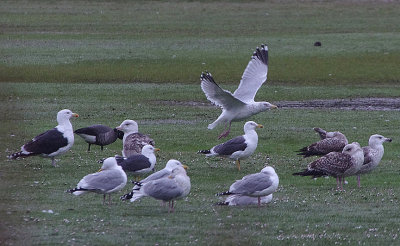 LESSER BLACK-BACKED GULL . THE OTTER ESTUARY . DEVON . ENGLAND . 18 . 2 . 2018