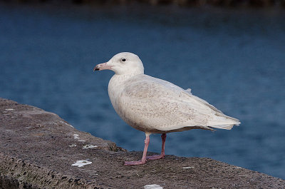 GLAUCOUS GULL . NEWLYN HARBOUR . CORNWALL . ENGLAND . 20 . 2 . 2018 