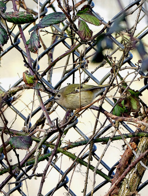 GOLDCREST . CARNON DOWNS SEWAGE WORKS . CORNWALL . ENGLAND . 20 . 2 . 2018