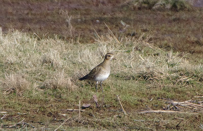 GOLDEN PLOVER . BOWLING GREEN MARSH . TOPSHAM . DEVON . ENGLAND . 21 . 2 . 2018