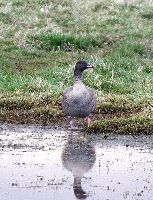 PINK-FOOTED GOOSE , THE EXMINSTER MARSHES , DEVON , ENGLAND , 26 , 2 , 2018