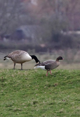 PINL-FOOTED GOOSE . THE EXMINSTER MARSHES . DEVON . ENGLAND . 26 . 2 . 2018