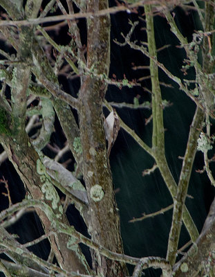 EURASIAN TREECREEPER . TOPSHAM CEMETERY . DEVON . ENGLAND . 3 . 3 . 2018