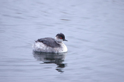 BLACK-NECKED GREBE ( Podiceps nigricollis ) ). THE EXETER CANAL . DEVON . ENGLAND . 5 . 3 . 2018