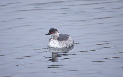 BLACK-NECKED GREBE ( Podiceps nigricollis ) . THE EXETER CANAL . DEVON . ENGLAND . 5 . 3 . 2018