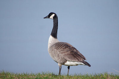 CANADA GOOSE . DAWLISH WARREN . DEVON . ENGLAND . 6 . 3 . 2018