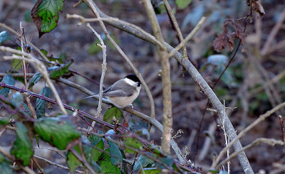 WILLOW TIT , LOWER TAMAR LAKE , DEVON , ENGLAND , 8 , 3 , 2018