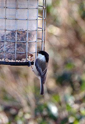 WILLOW TIT . LOWER TAMAR LAKE . DEVON . ENGLAND . 8 . 3 . 2018