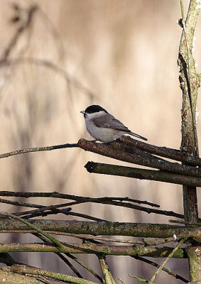 MARSH TIT . LOWER TAMAR LAKE . DEVON . ENGLAND . 8 . 3 . 2018.JPG