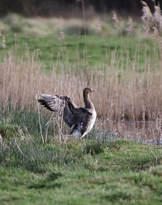WHITE-FRONTED GOOSE , THE EXMINSTER MARSHES , DEVON , ENGLAND , 13 , 3 , 2018