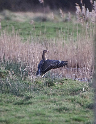 WHITE-FRONTED GOOSE . THE EXMINSTER MARSHES . DEVON . ENGLAND . 13 . 3 . 2018