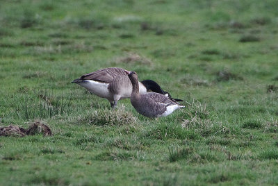 WHITE-FRONTED GOOSE . THE EXMINSTER MARSHES . DEVON . ENGLAND . 13 . 3 . 2018