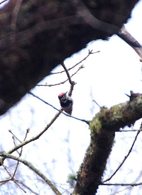 Lesser Spotted Woodpecker . Dendrocopos minor