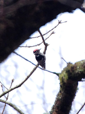 LESSER SPOTTED WOODPECKER ( Dendrocopos minor ) , YARNER WOOD , DEVON , ENGLAND , 16 , 3 , 2018