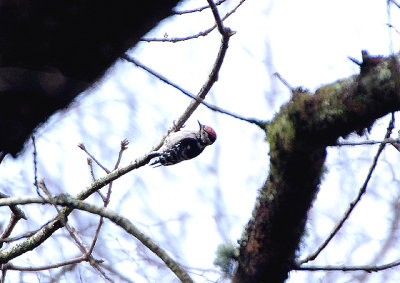 LESSER SPOTTED WOODPECKER ( Dendrocopos minor ) . YARNER WOOD . DEVON . ENGLAND . 16 . 3 . 2018