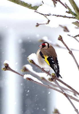 EUROPEAN GOLDFINCH . 17 SUNHILL AVENUE . TOPSHAM . DEVON . ENGLAND . 18 . 3 . 2018