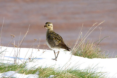 EUROPEAN GOLDEN PLOVER , ORCOMBE POINT , EXMOUTH , DEVON , ENGLAND , 19 , 3 , 2018
