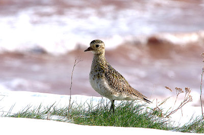 EUROPEAN GOLDEN PLOVER . ORCOMBE POINT . EXMOUTH . DEVON . ENGLAND . 19 . 3 . 2018