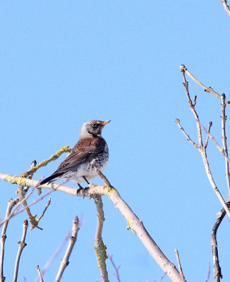 FIELDFARE , ORCOMBE POINT , EXMOUTH , DEVON , ENGLAND , 19 , 3 , 2018