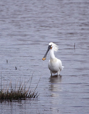EURASIAN SPOONBILL , BOWLING GREEN MARSH , TOPSHAM , DEVON , ENGLAND , 20 , 3 , 2018