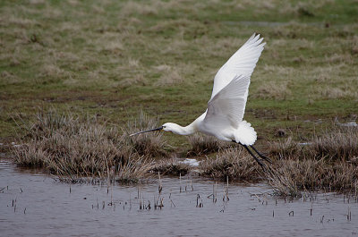EURASIAN SPOONBILL . BOWLING GREEN MARSH . TOPSHAM . DEVON . 20 . 3 . 2018