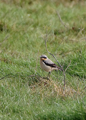 NORTHERN WHEATEAR . EXTON MARSH . DEVON . ENGLAND . 21 . 3 . 2018