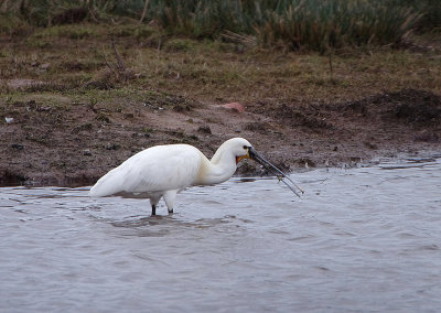 EURASIAN SPOONBILL . BOWLING GREEN MARSH . TOPSHAM . DEVON . 22 . 3 . 2018