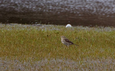 WATER PIPIT . BUDLEIGH SALTERTON CRICKET PITCH . DEVON . ENGLAND . 23 . 3 . 2018.JPG