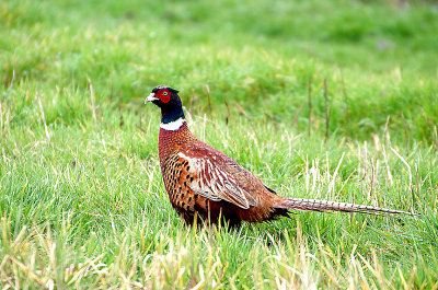COMMON PHEASANT . POWDERHAM MARSH . DEVON . ENGLAND . 3 . 4 . 2018