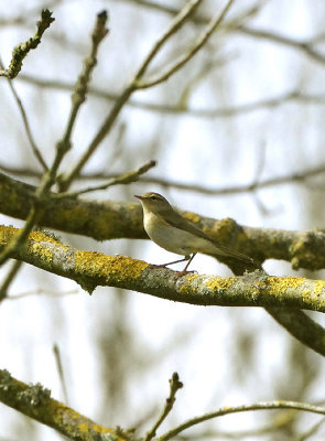 WILLOW WARBLER . GOOSEMOOR . TOPSHAM . DEVON . ENGLAND . 3 . 4 . 2018