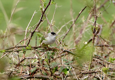 BLACKCAP . THE EXMINSTER MARSHES . DEVON . ENGLAND . 5 . 4 . 2018