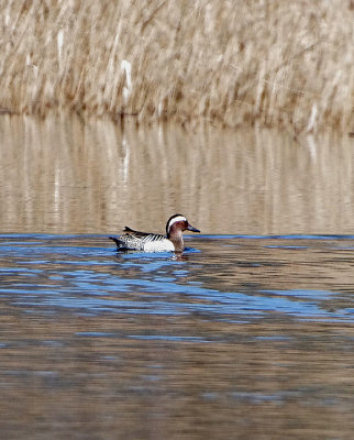 GARGANEY . DAWLISH WARREN . DEVON . ENGLAND . 11 . 4 . 2018