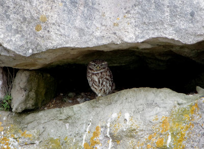 LITTLE OWL . PORTLAND BILL . DORSET . ENGLAND . 12 . 4 . 2018