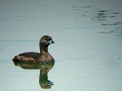 PIED BILLED GREBE . THE COALCHELLA BIRD RESERVE . INDIO . CALIFORNIA . 25 . 7 . 2009
