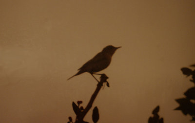 Eastern Olivaceous Warbler - Iduna pallida