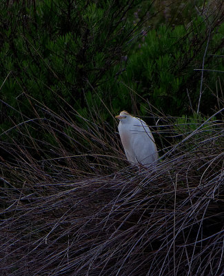 CATTLE EGRET . ARROCAMPO RESERVOIR . SPAIN . 3 . 5 . 2018