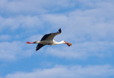 WHITE STORK . ALCANTARA . SPAIN . 1 . 5 . 2018