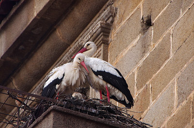 WHITE STORK . ALCANTARA . SPAIN . 2 . 5 . 2018