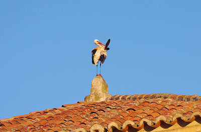 WHITE STORK . ALCANTARA . SPAIN . 3 . 5 . 2018