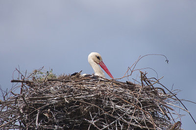 WHITE STORK . VEGAS ALTAS . SPAIN . 1 . 5 . 2018