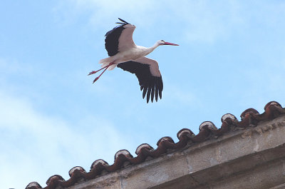 WHITE STORK . ALCANTARA SQUARE . SPAIN . 29 . 4 . 2018