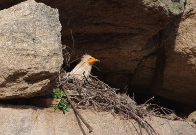 EGYPTIAN VULTURE . ALCANTARA QUARRY . SPAIN . 29 . 4 . 2018