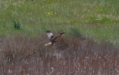MARSH HARRIER . TALAVAN . SPAIN . 30 . 4 . 2018
