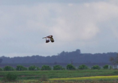 MARSH HARRIER . VEGAS ALTAS PLAINS . SPAIN . 1 . 5 . 2018