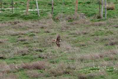 MONTAGU`S HARRIER ( Female ) . THE ST MARTINS AREA . THE GREDOS MOUNTAINS . SPAIN . 27 . 4 . 2018