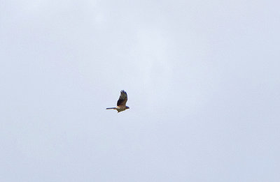 MONTAGU`S HARRIER , ERMITA DE SAN MARCOS , SPAIN , 30 , 4 , 2018