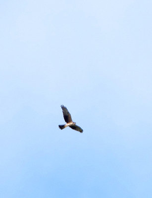 MONTAGU`S HARRIER . ERMITA DE SAN MARCOS . SPAIN . 30 . 4 . 2018