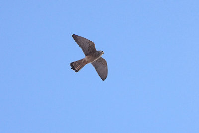 LESSER KESTREL . ALCANTARA . SPAIN . 29 . 4 . 2018